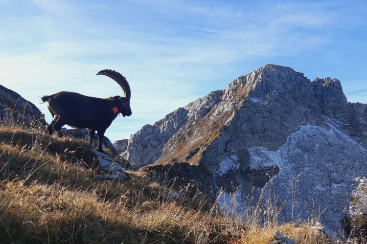 Bouquetin au pied de la pointe Dzérat