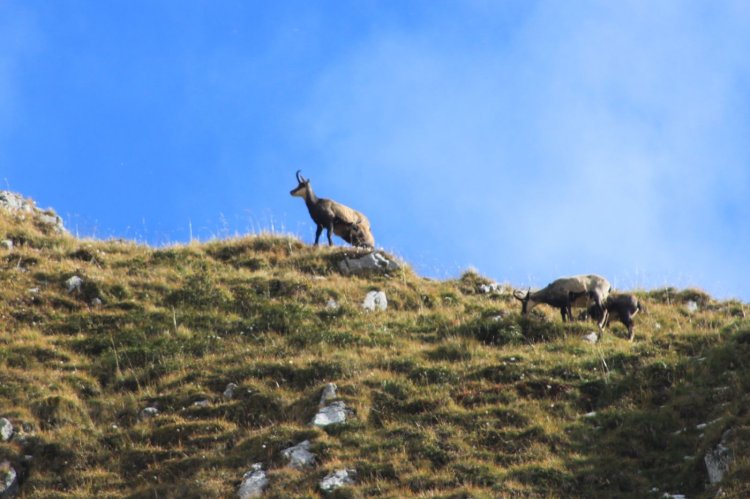 Chamois dans les Aravis