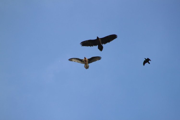 Gypaètes barbus et Grand Corbeau