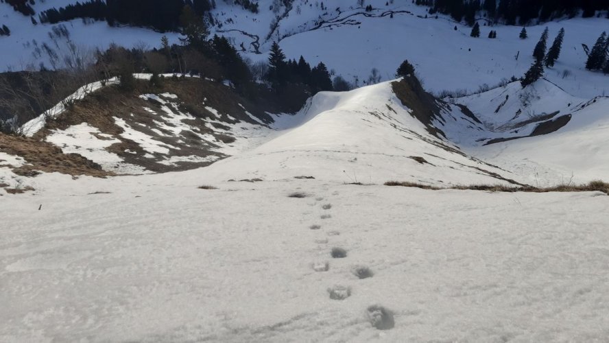 La croupe inférieure, avec une neige récente vite transformée et vite fondue en fin de saison