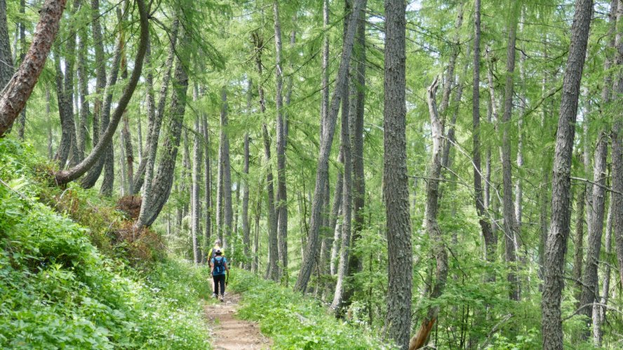 Dans les mélèzes des Hautes-Alpes début juin de retour du Vieux Chaillol