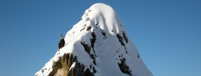 Chamois à côté des pistes de Flaine Chamois à côté des pistes de Flaine