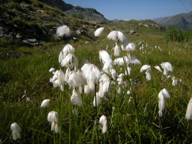 Linaigrette