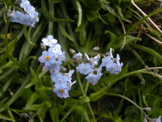 Myosotis Alpestre