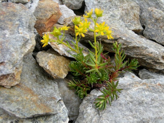 Saxifrage Jaune